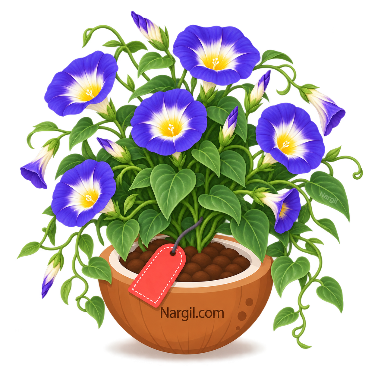 Nargil_Convolvulus Tricolor
